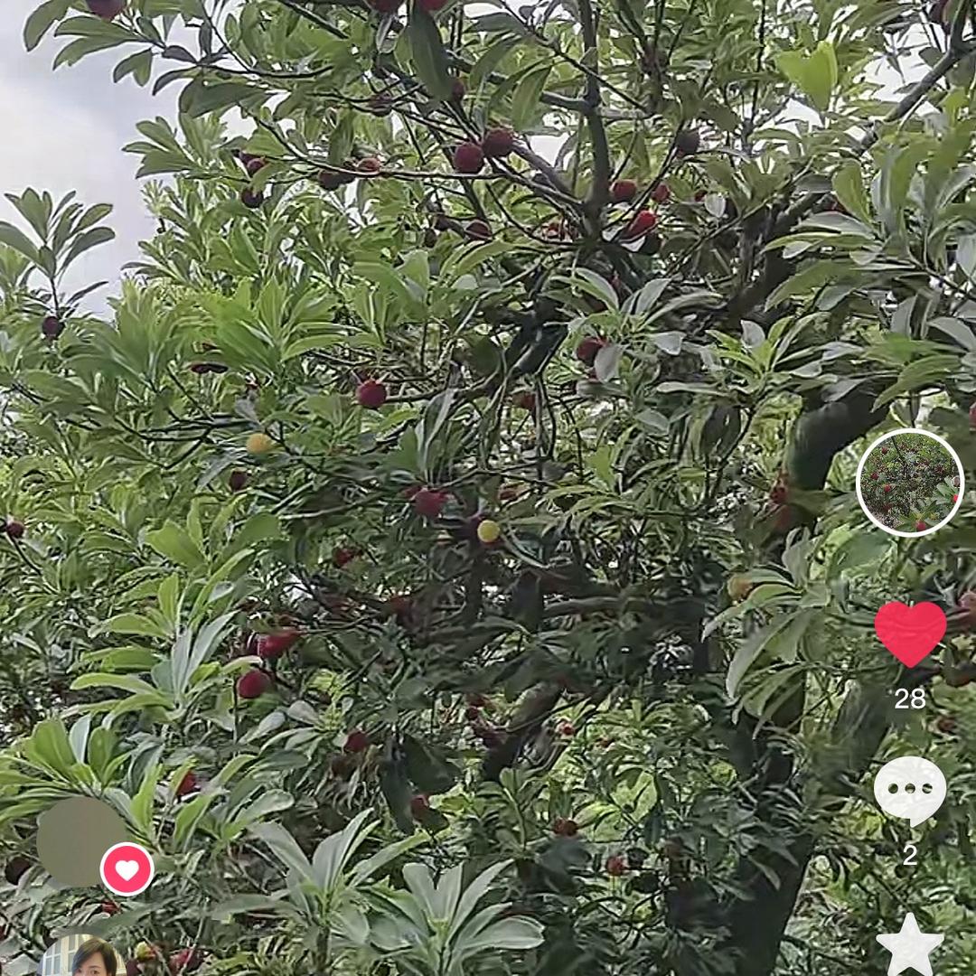 秋天的梅子
