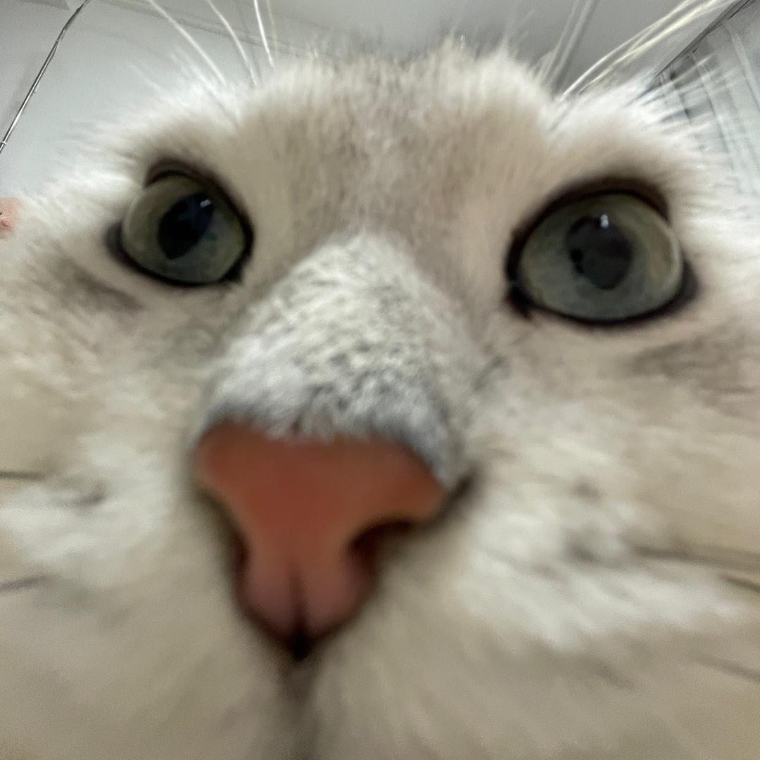 🐟：）
