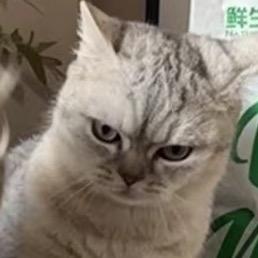 I狗E猫👀