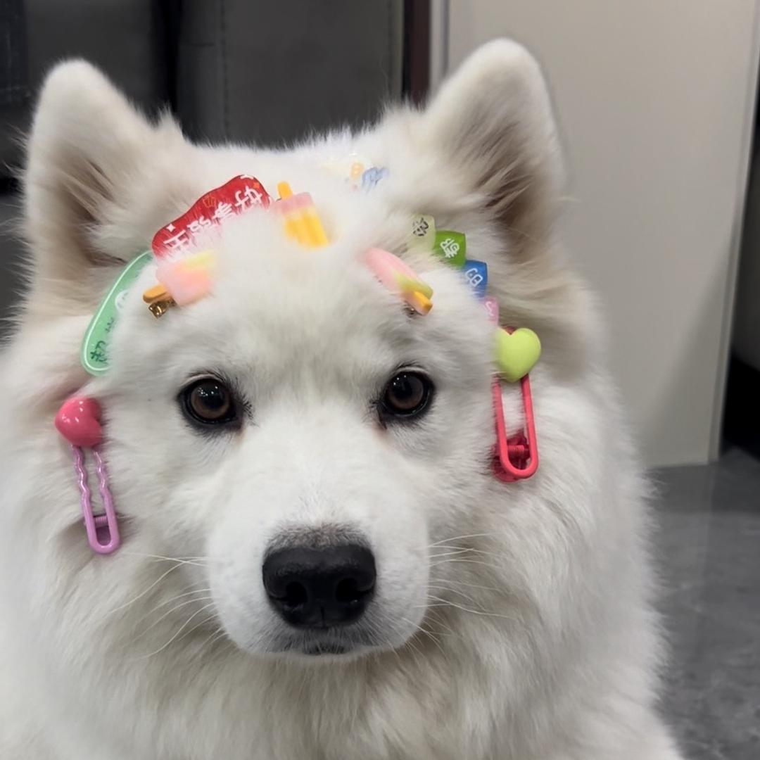 家有毛孩子【汤圆】