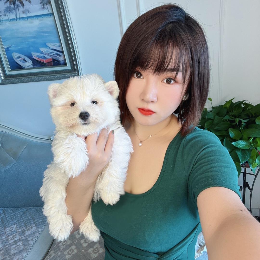 小艾的西高地