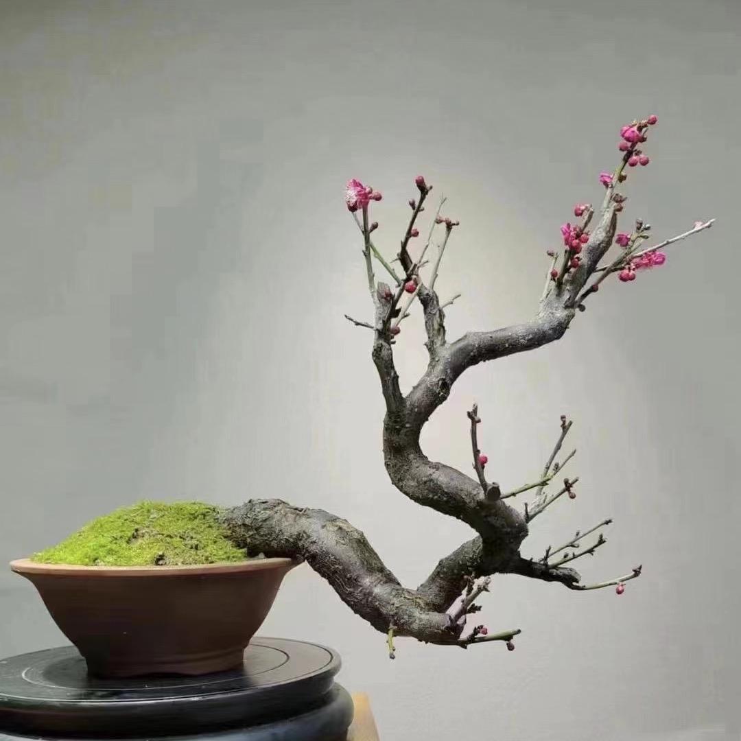 友缘盆景园