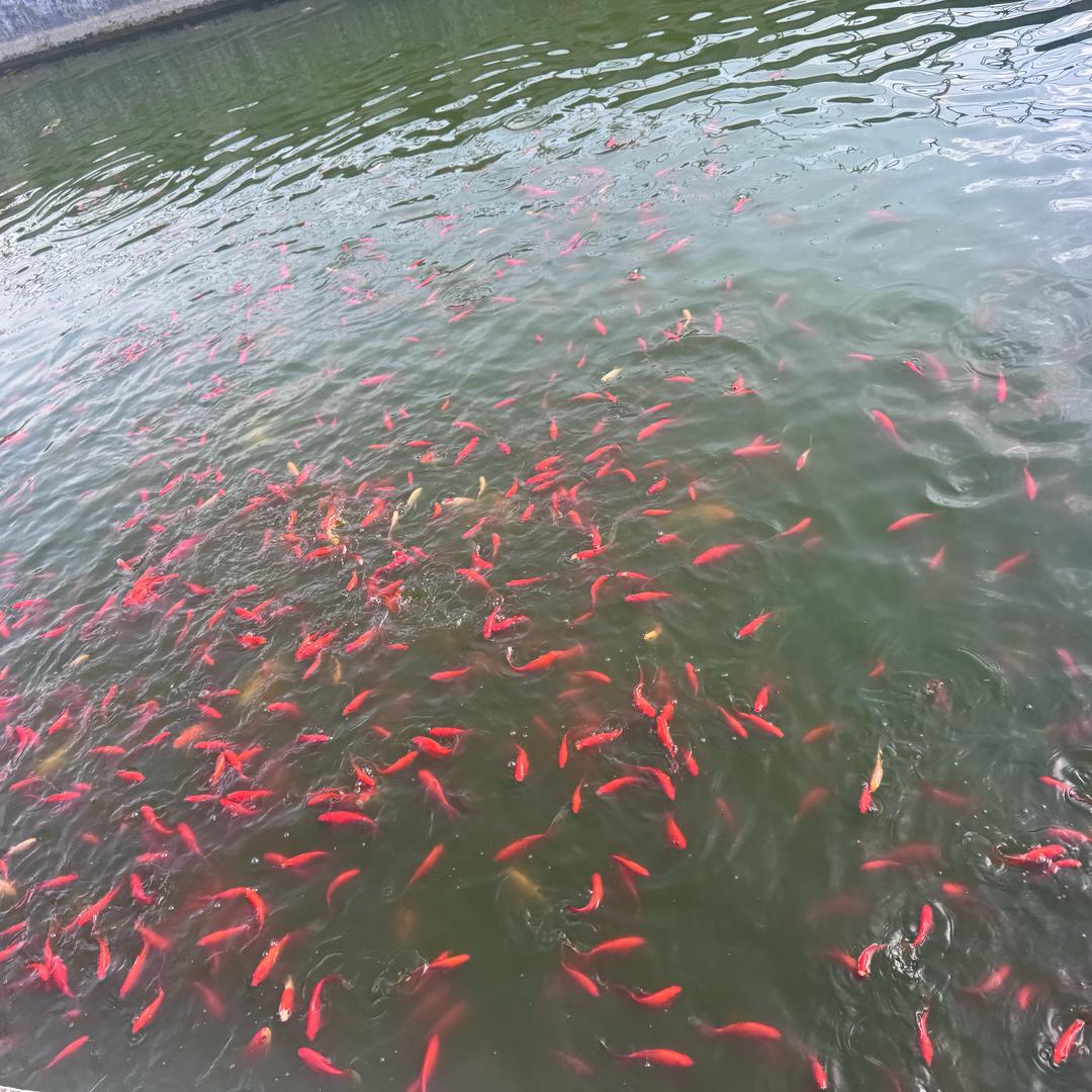 一个不会玩游戏的紫藤花