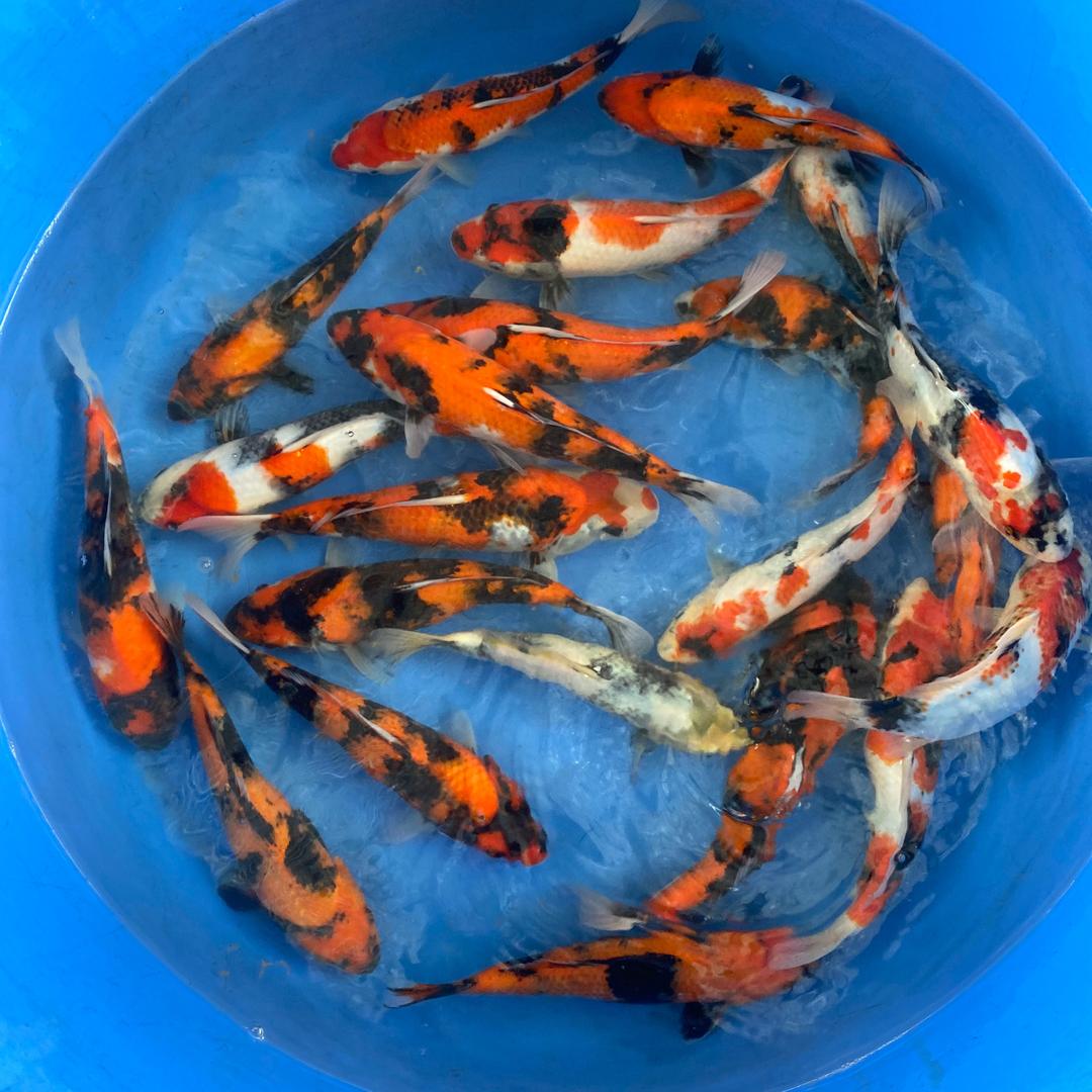 小二蛋锦鲤