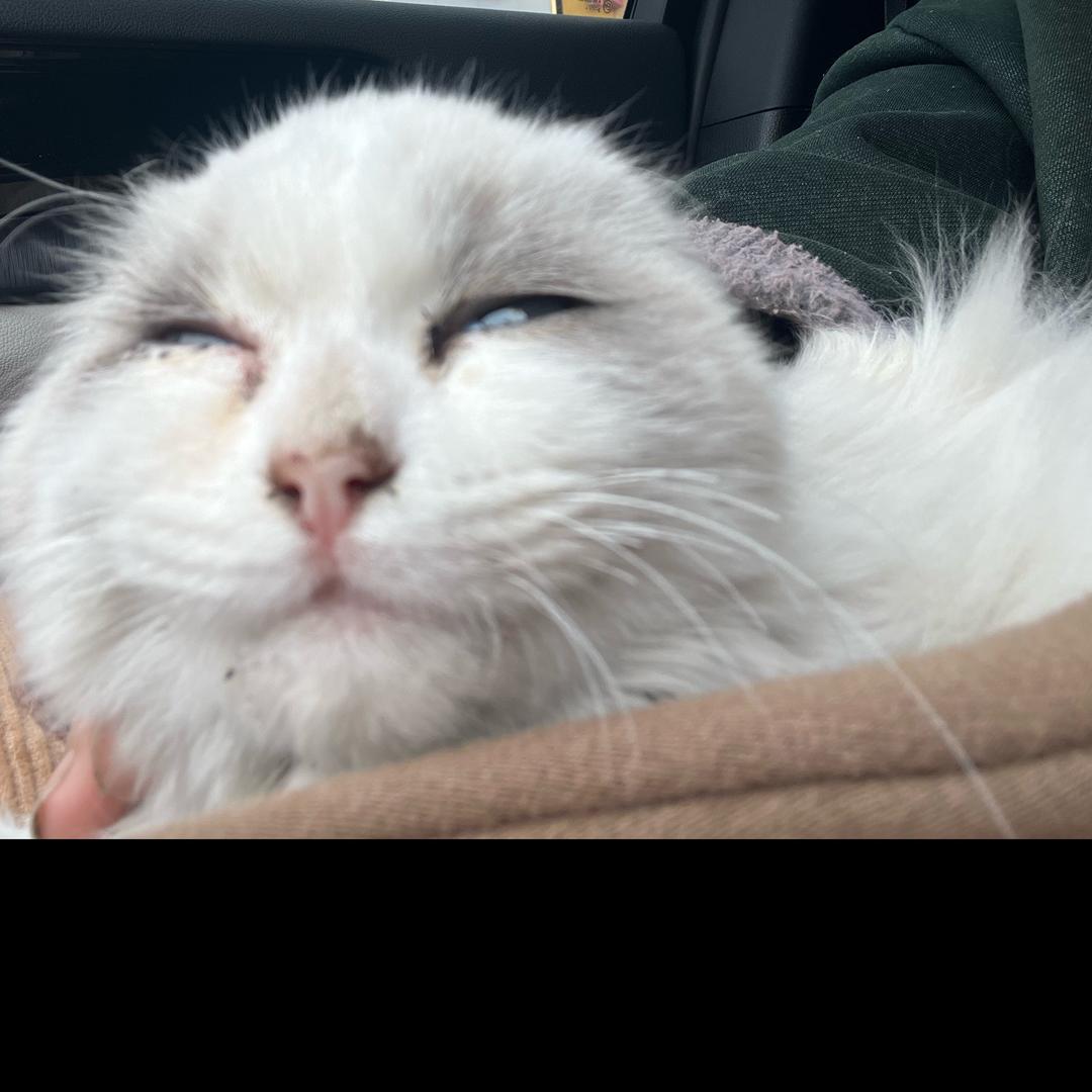 珍珠是只猫