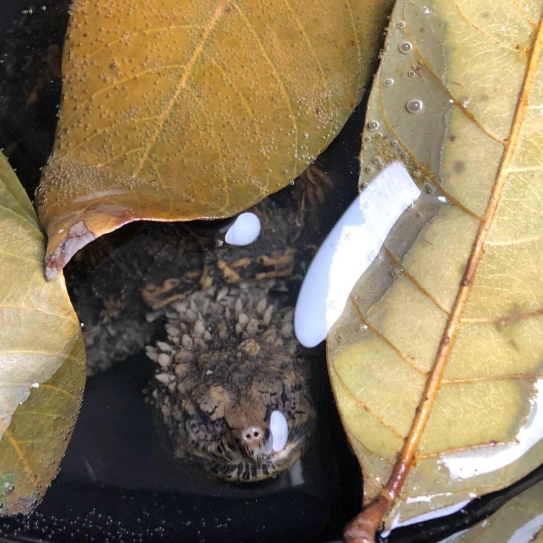 文哥逗龟@🐢