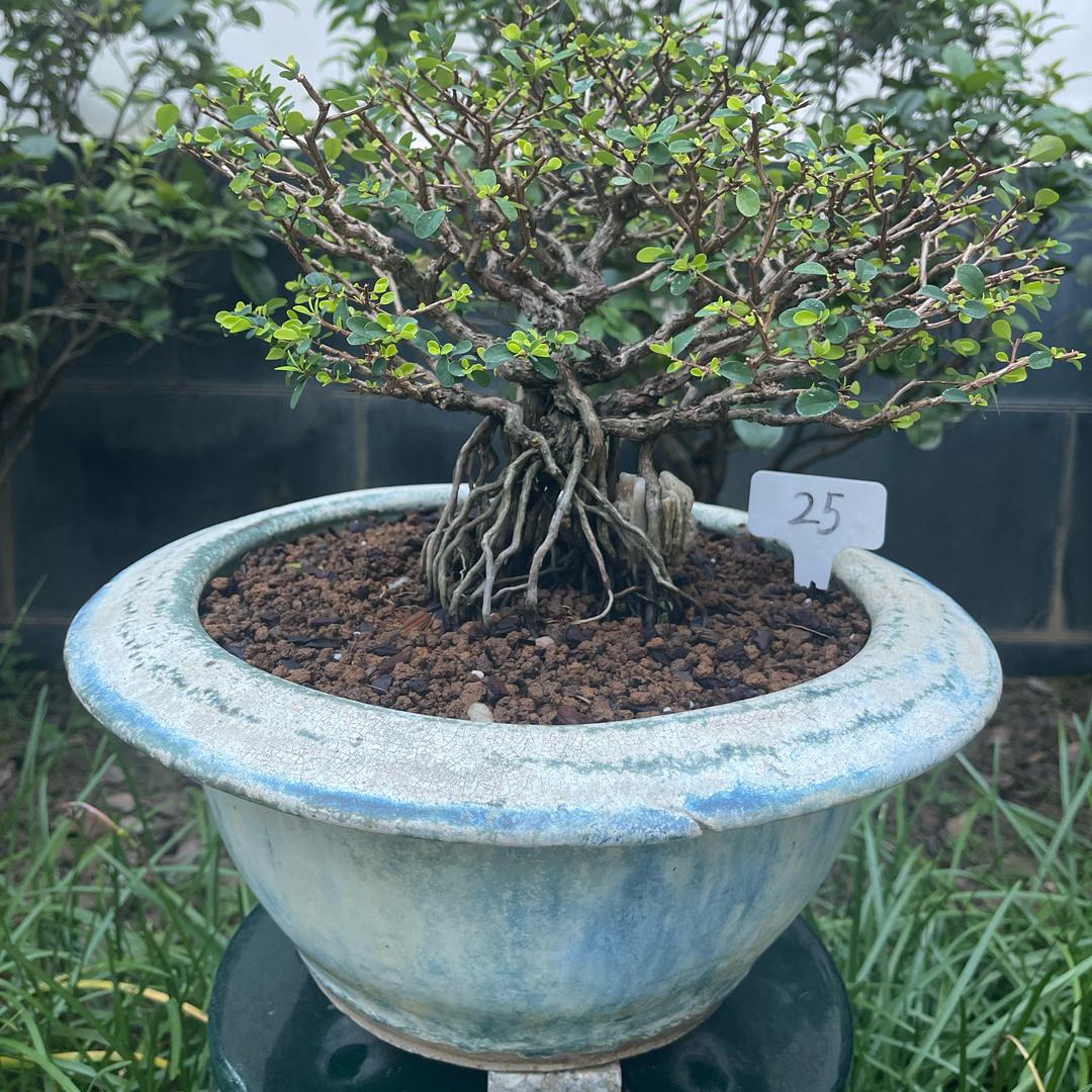 宏林盆景（鹤山私家花园）