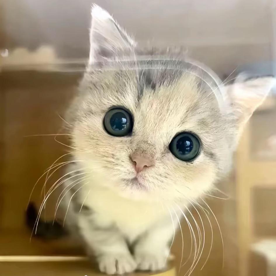 我是脑残你是吗