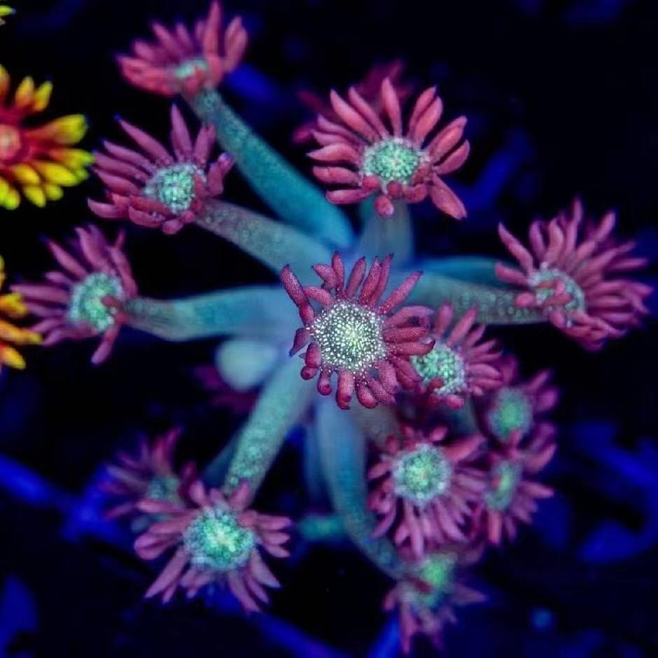 赤道海洋夏不来