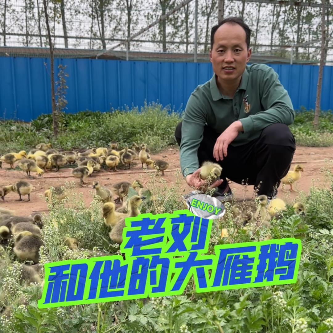 雁鹅家禽