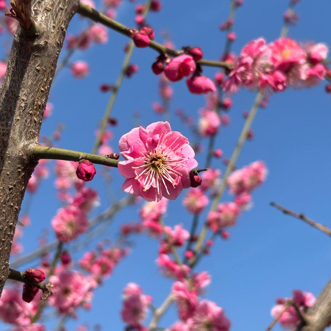 💋妖颜.惑众💞