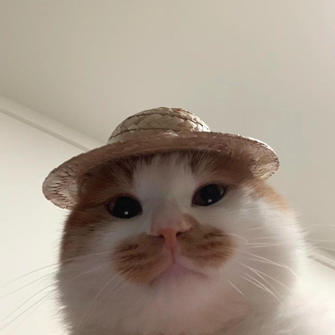 在下猫猫雨