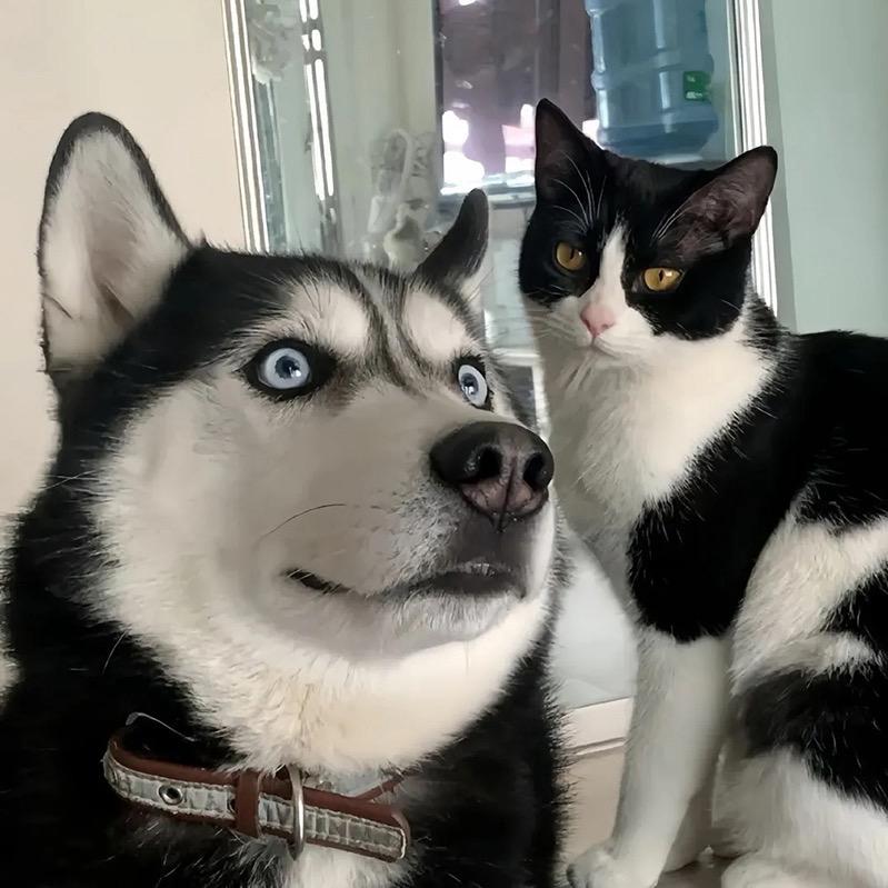 铁蛋