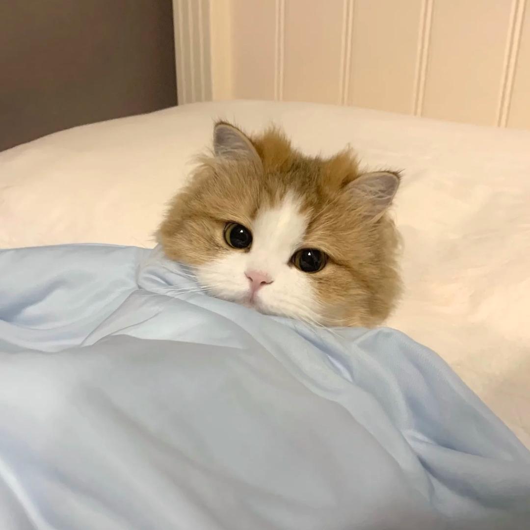 迷茫小刘