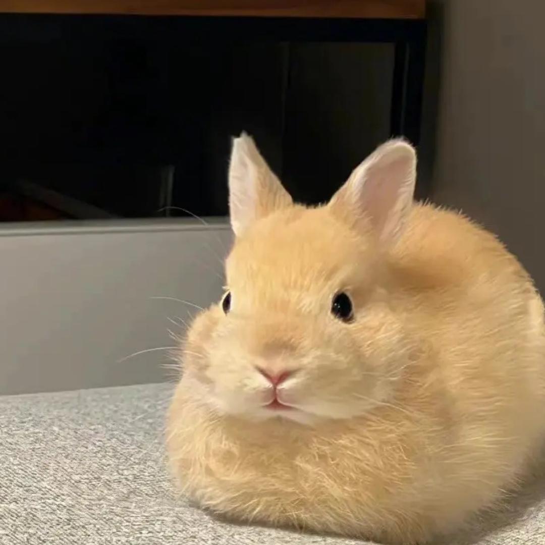 是宥宥呀