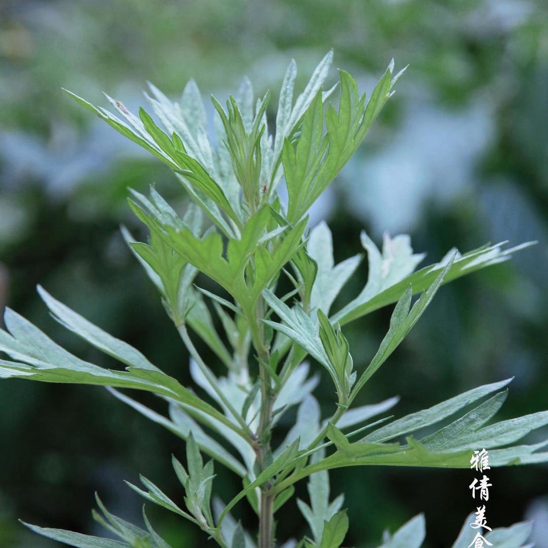 国医仲景艾熏河东东街店