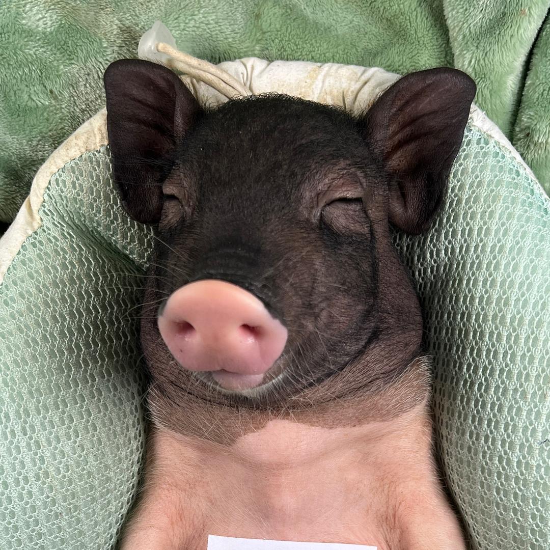 超人猪🐷