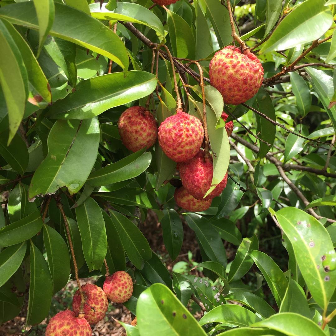 汕头市睿鑫农副产品甄选阁