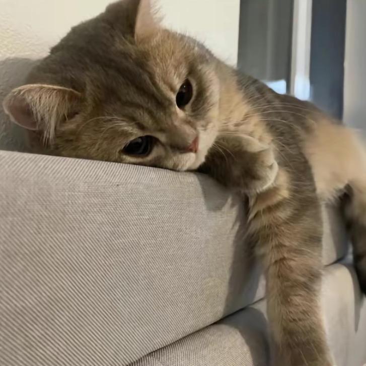 鱼-.