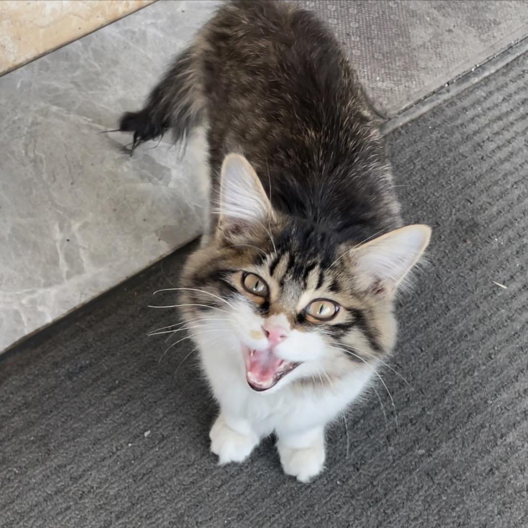 观源宠物用品批发