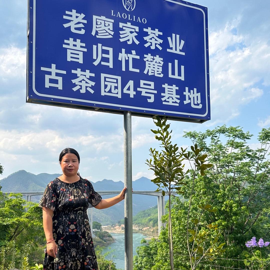 云南临沧昔归忙麓山古茶源头～34号