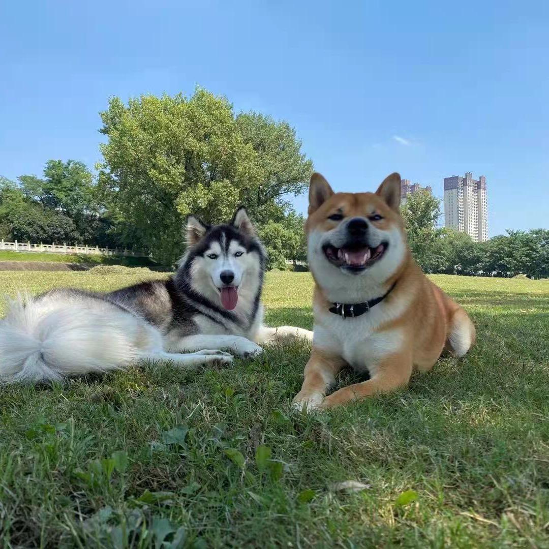 神犬六一