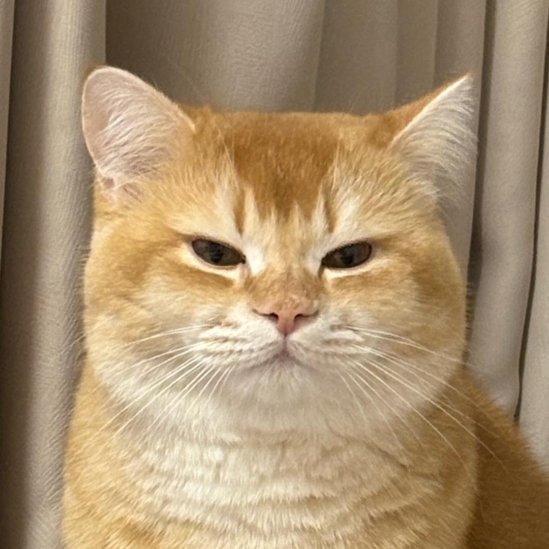 momo.