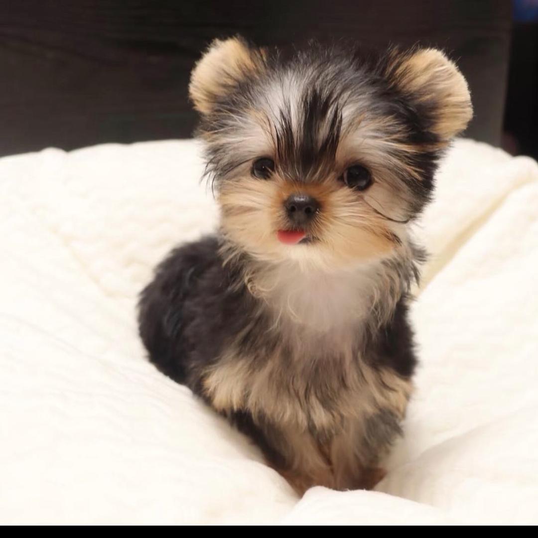 重庆北碚读书郎