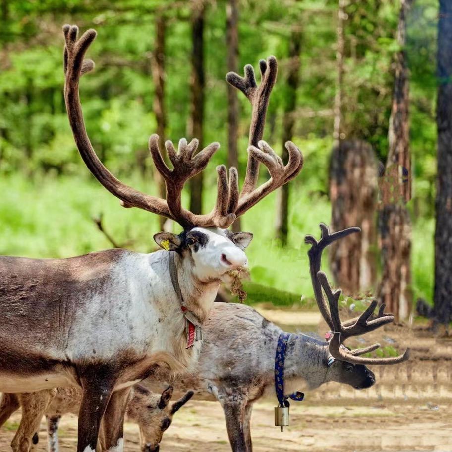 包包定制旅行呼伦贝尔大草原
