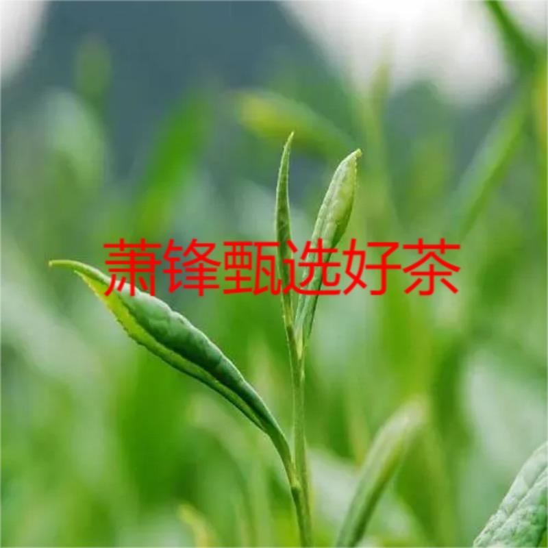 萧锋甄选好茶