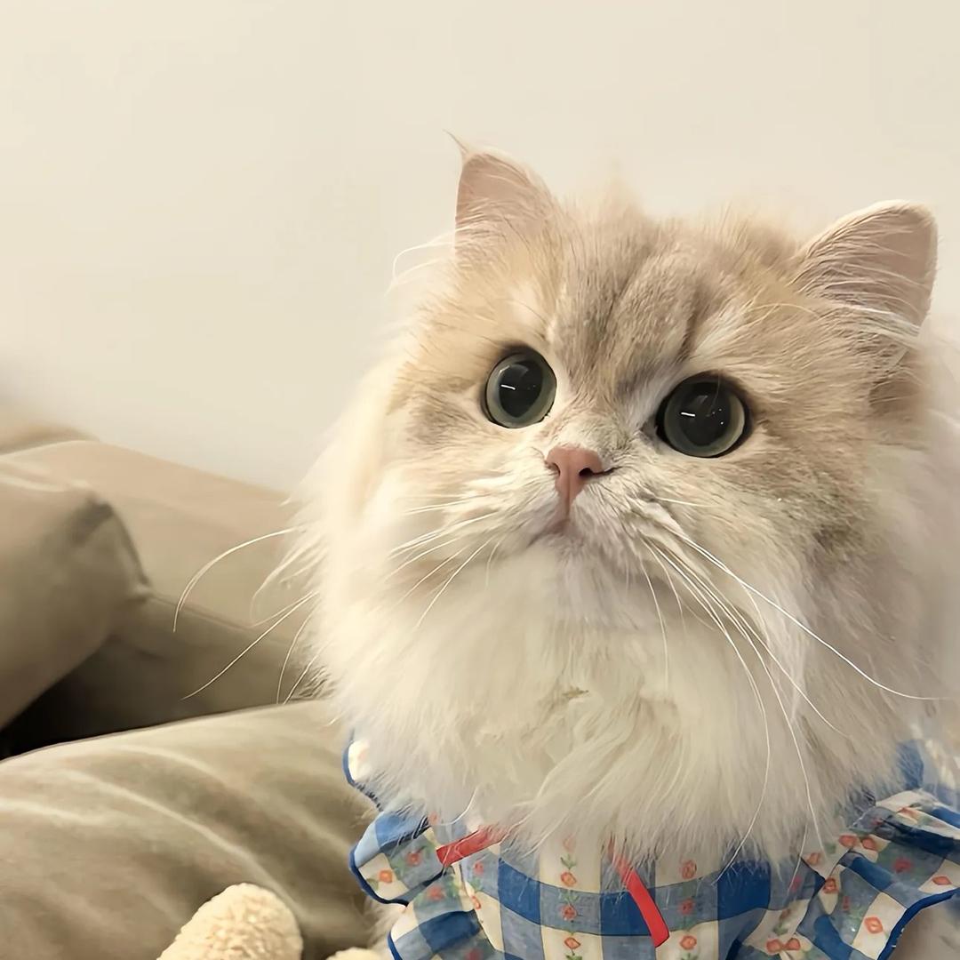 何楠—爱宠指南