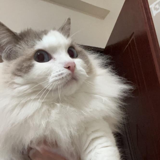 超速猫哥