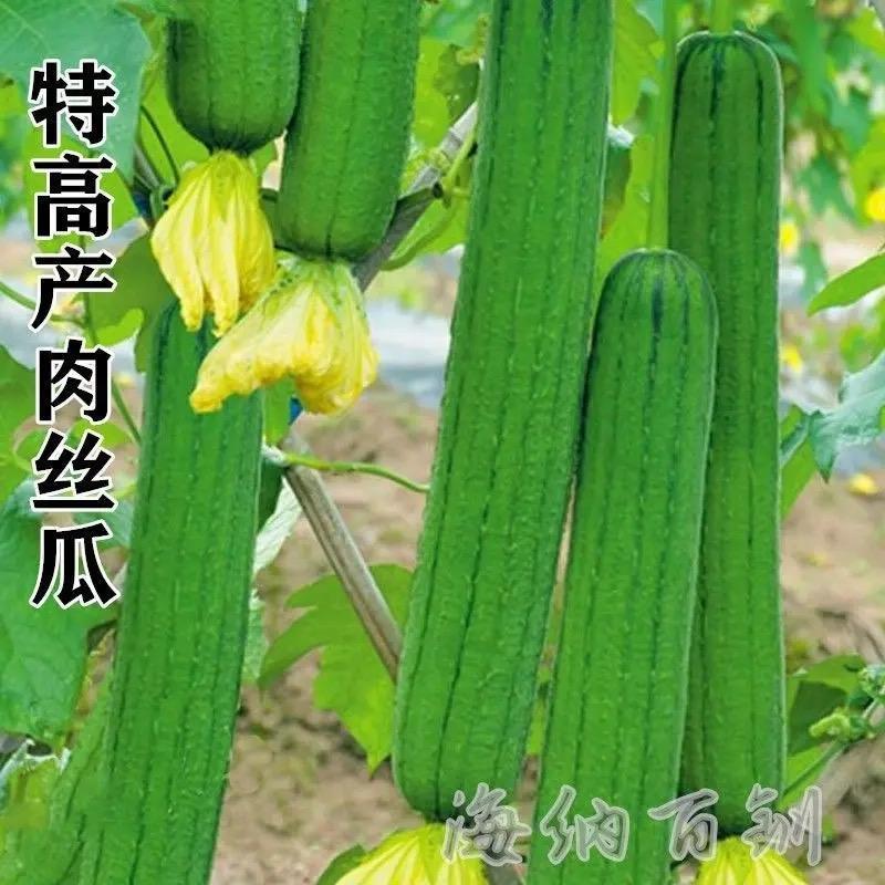 花希91