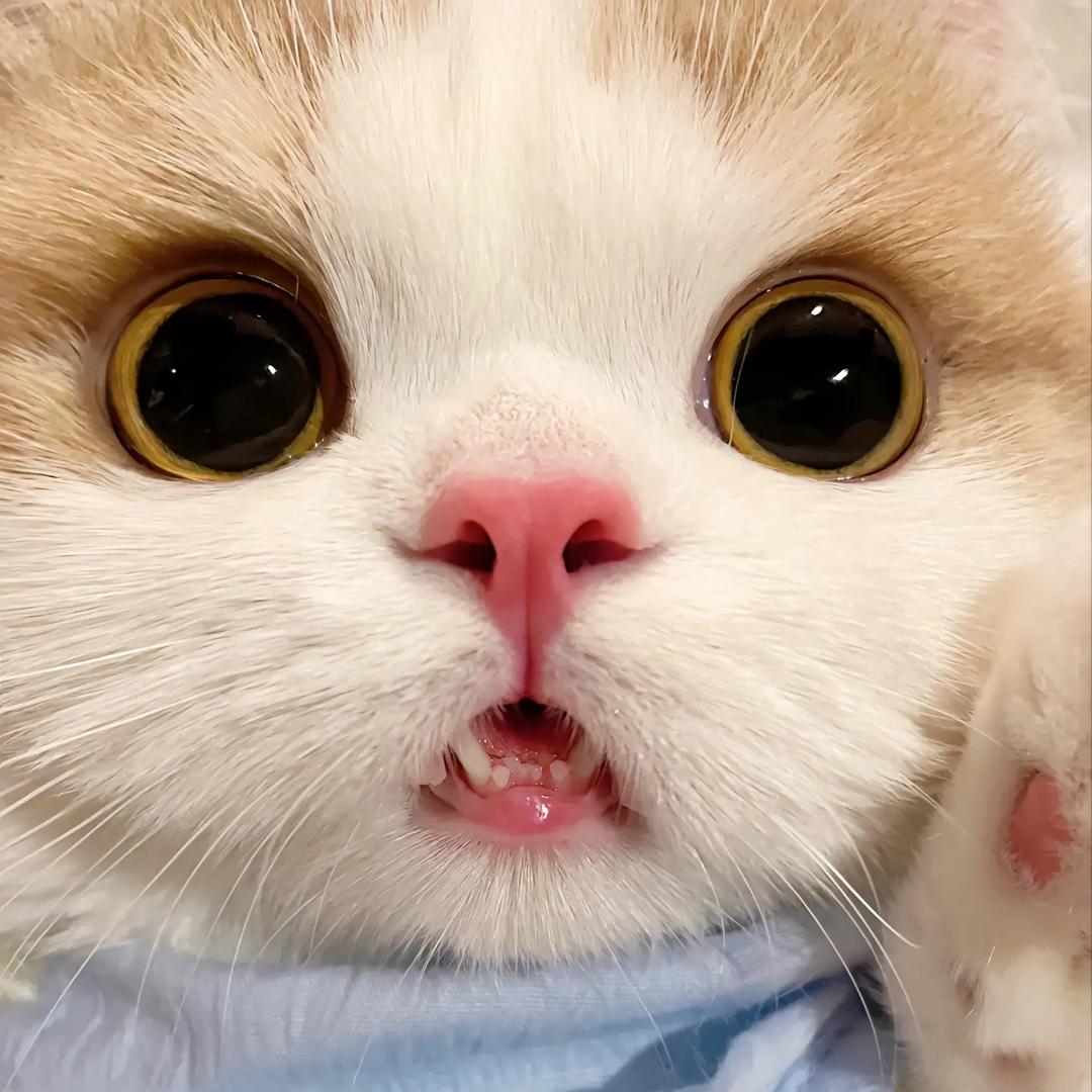 可爱仙女DIY办事处