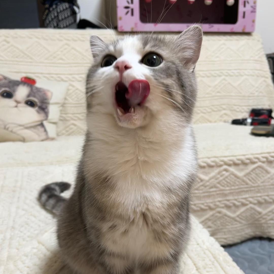 傻肥甜西西