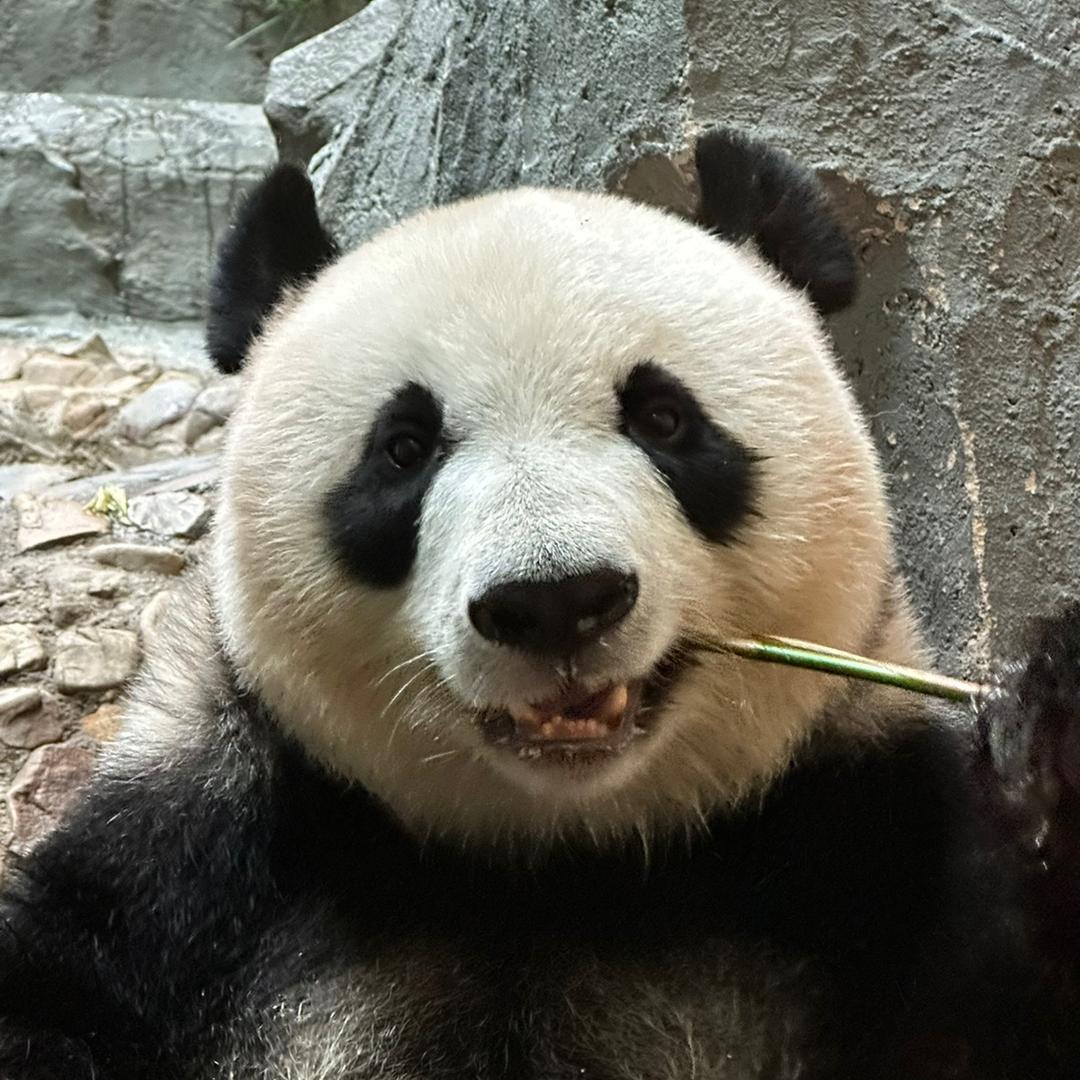 熊熊遇上猫🎋（兽小李）