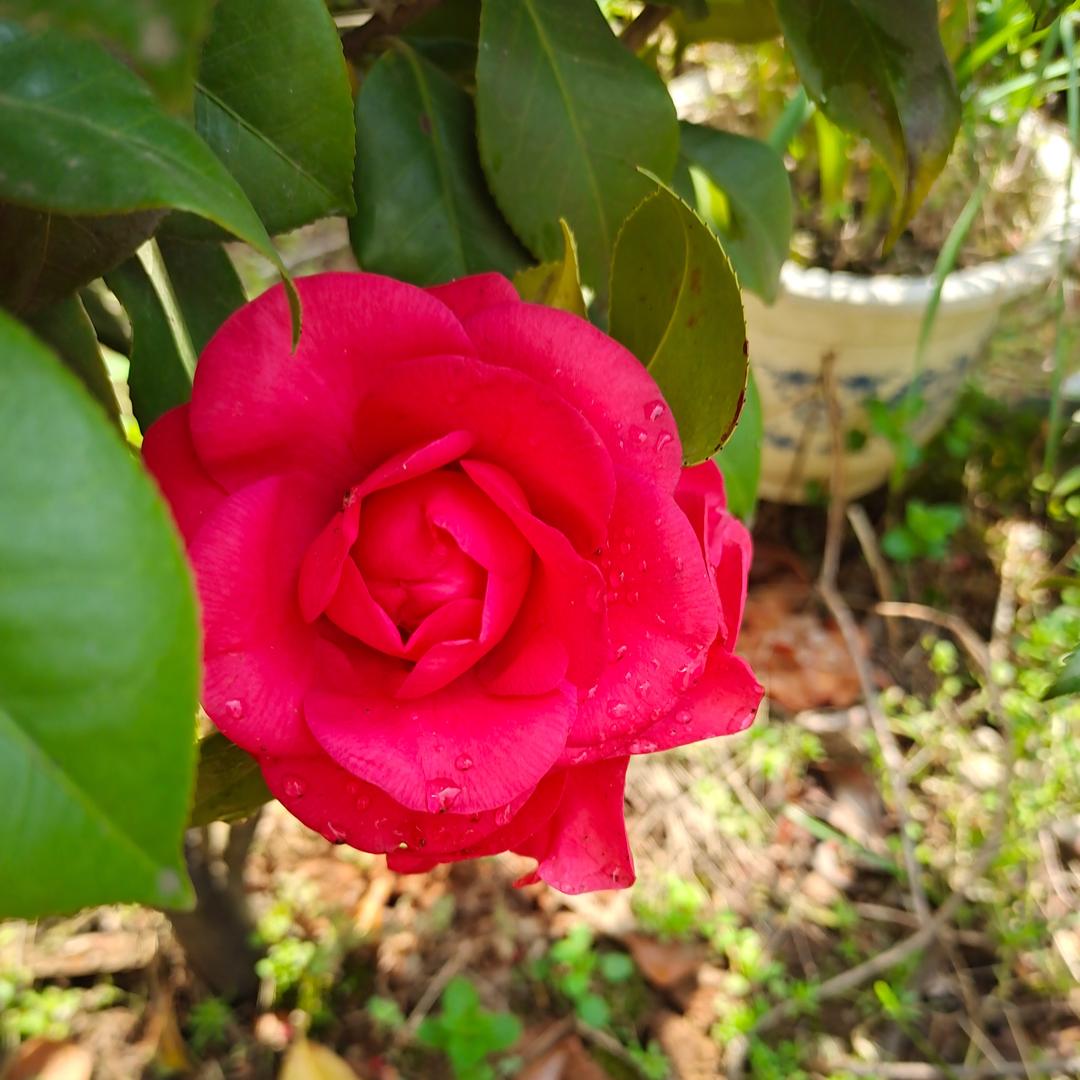 山茶花读不懂白玫瑰。🌺🌹