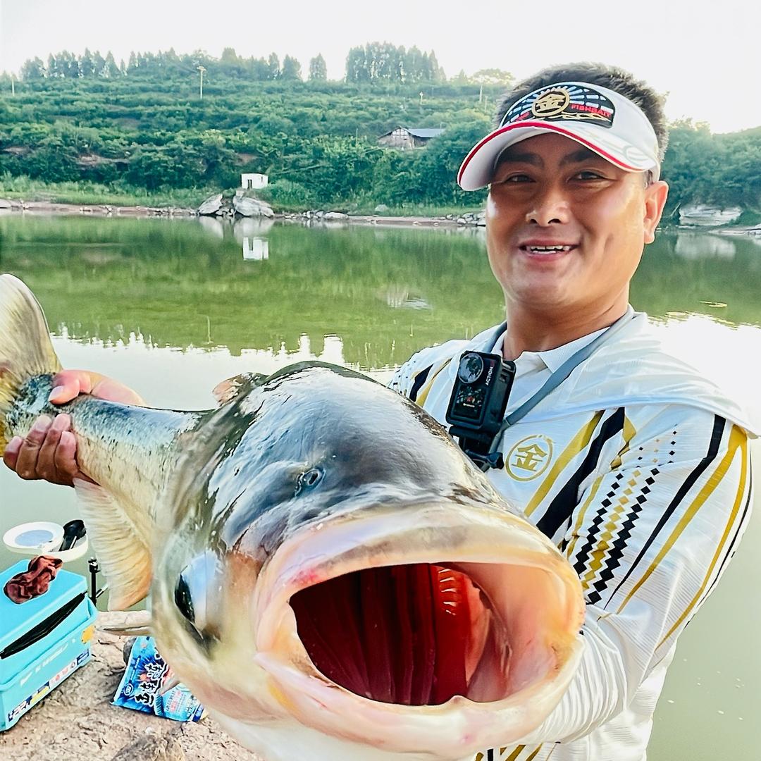 金龙鱼饵左贤金