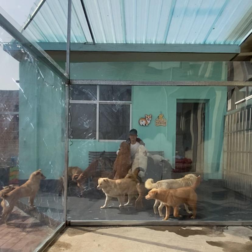 一间犬舍-大卫