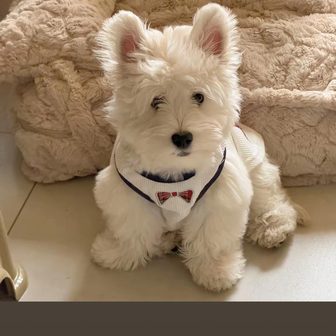 陈陈家的一群狗