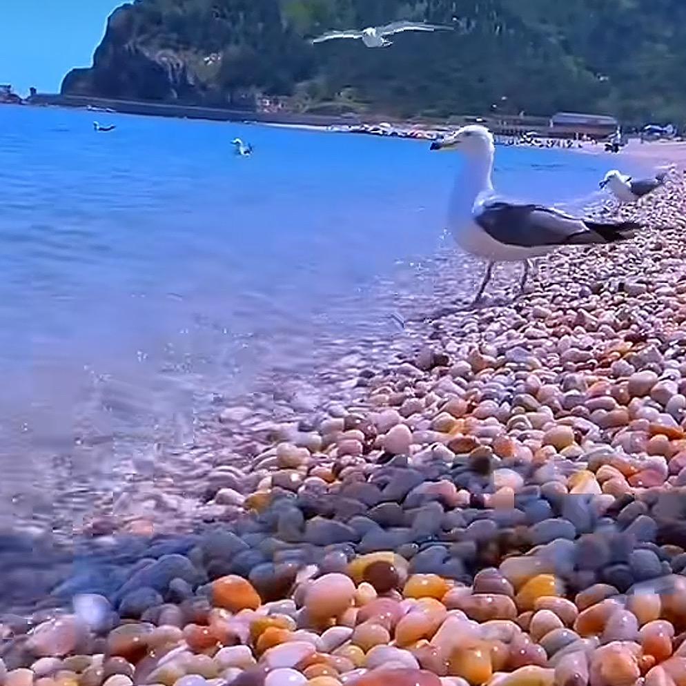 菩提树下