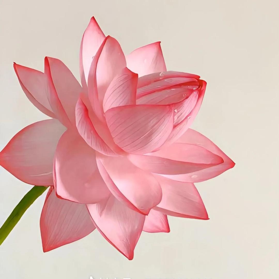 好运莲莲🪷