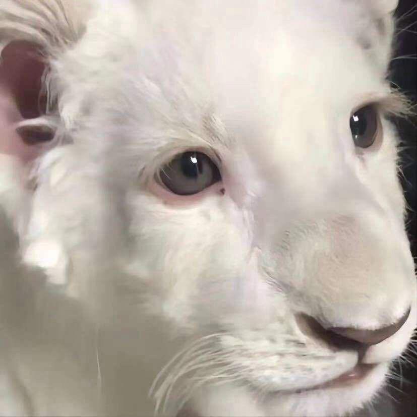 小王的心动模式