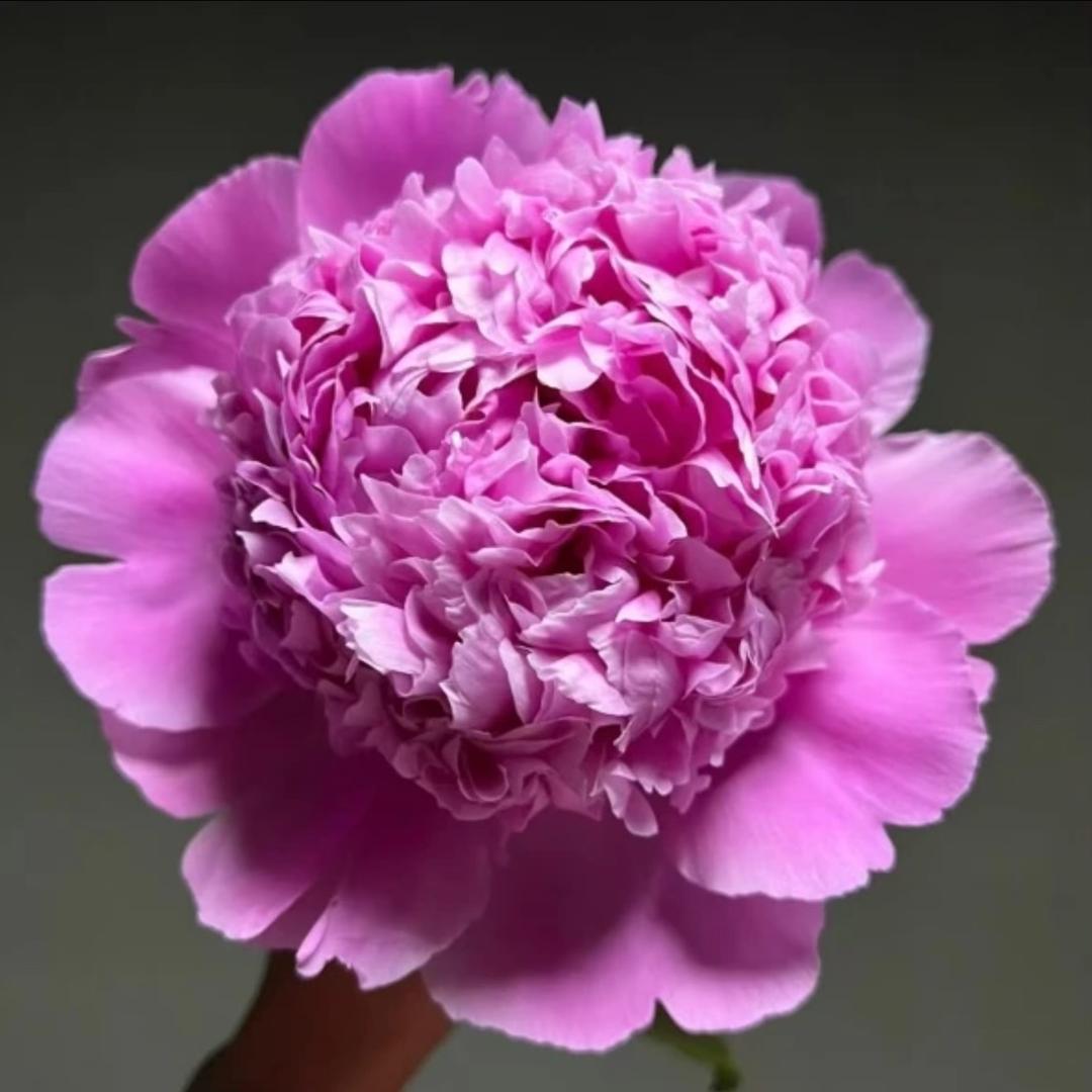 菏泽花蕊牡丹基地