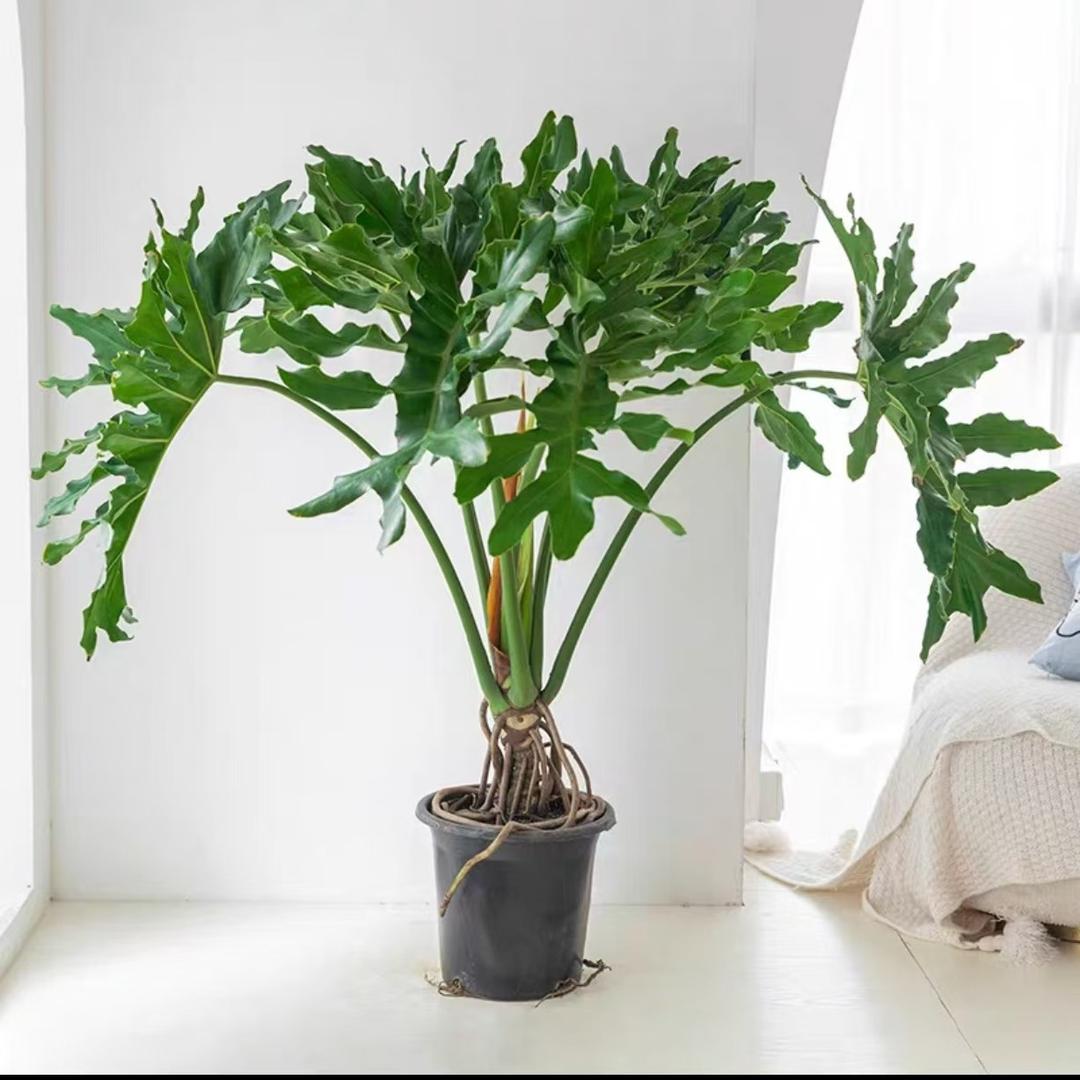 方舟绿植基地
