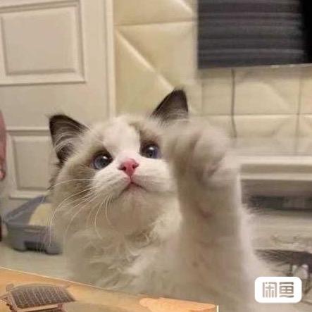🌟喵喵一条龙