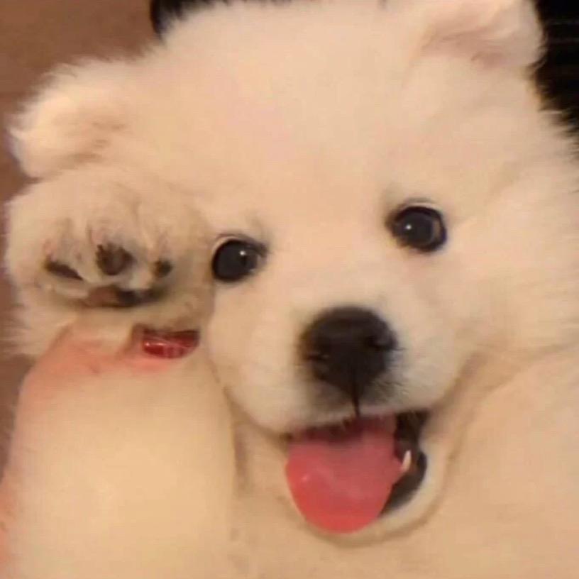 海洋福利小助理