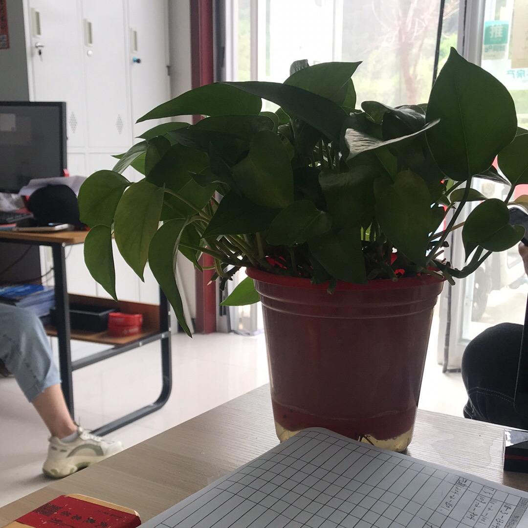 黎明之光
