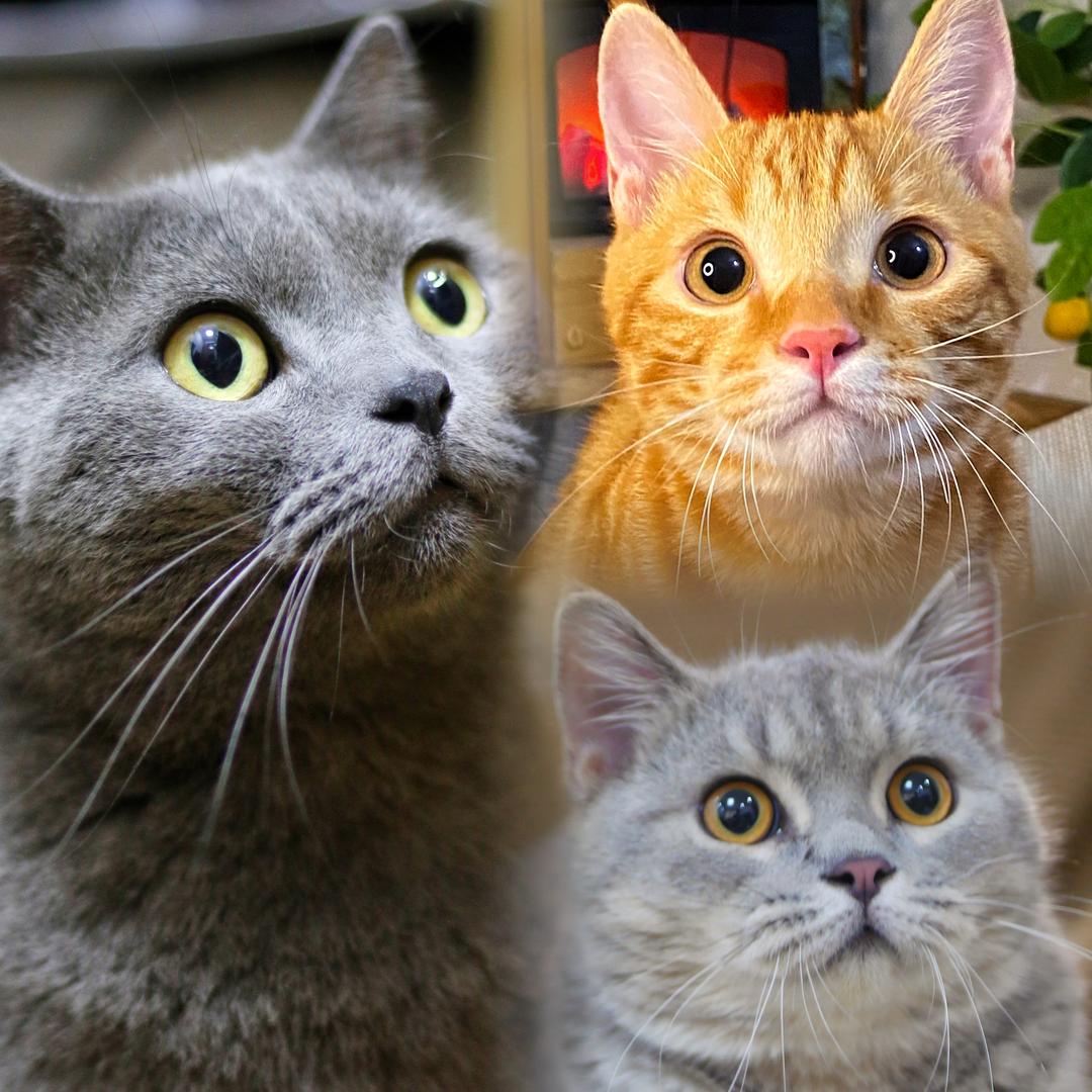 咕咕和安安🐱