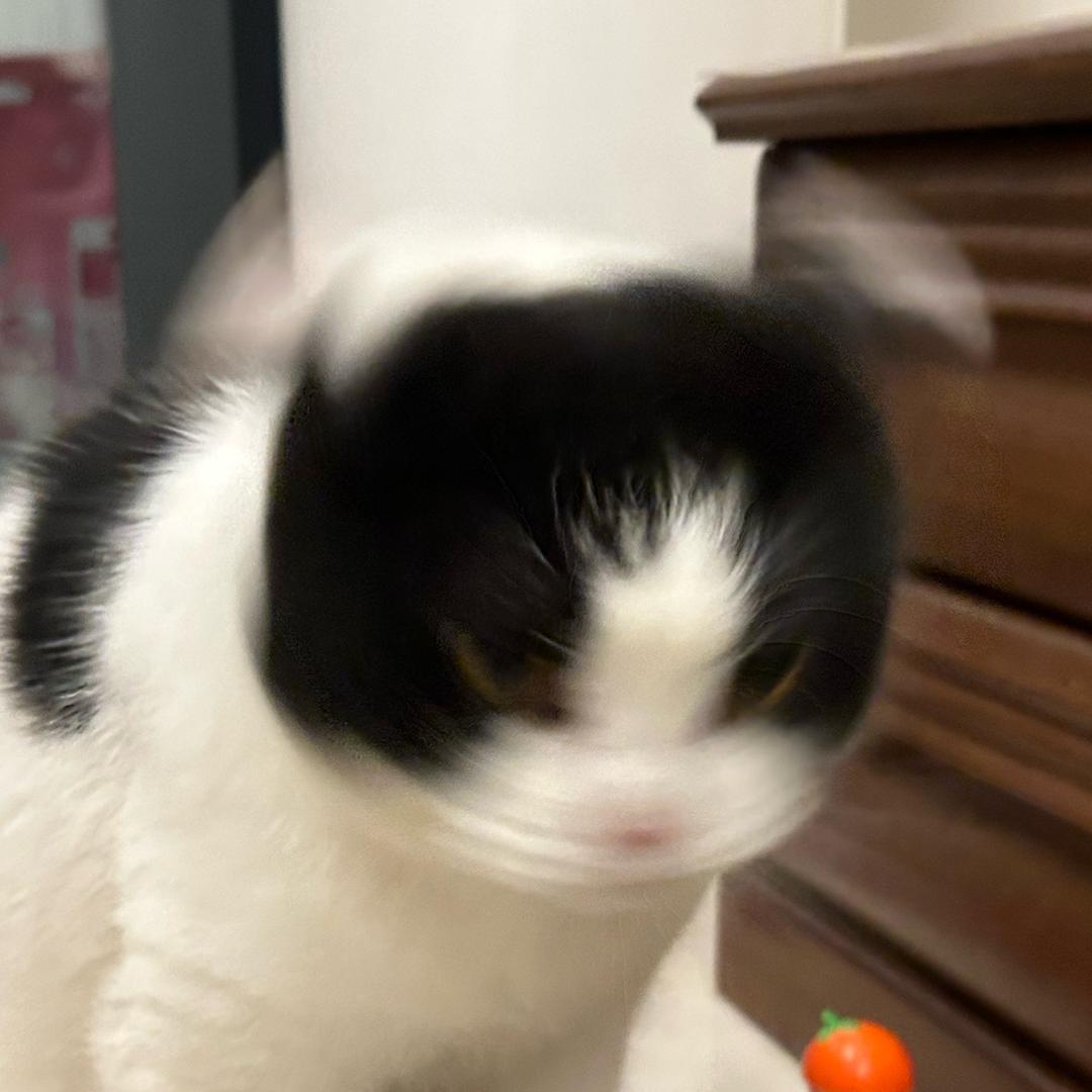 AAA 猪肉批发黄总.